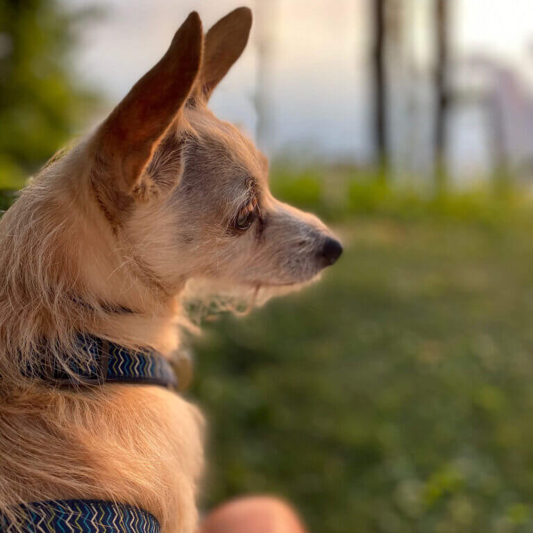 Dog Services, Spay and Neuter